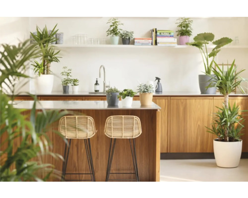 Cuisine lumineuse avec éléments en bois, tabourets de bar et plantes d'intérieur en pot.