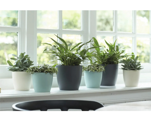 Diverses plantes d'intérieur en pot sur un rebord de fenêtre.