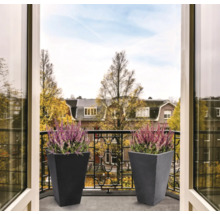 Deux pots de fleurs avec de la bruyère sur un balcon.