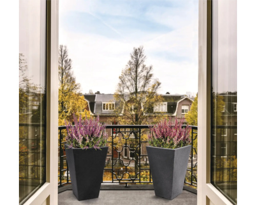 Deux pots de fleurs avec de la bruyère sur un balcon.