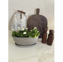 Ecopots Pflanzschale mit Untersetzer und Blumen auf einer Arbeitsplatte neben Schneidebrettern und Gewürzmühlen.