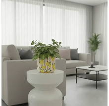 Scène de salon lumineuse avec plante dans un pot à motif citron sur une table d'appoint