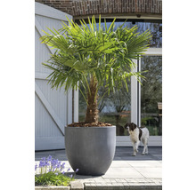 Chinesische Hanfpalme in Pflanzgefäß im Garten