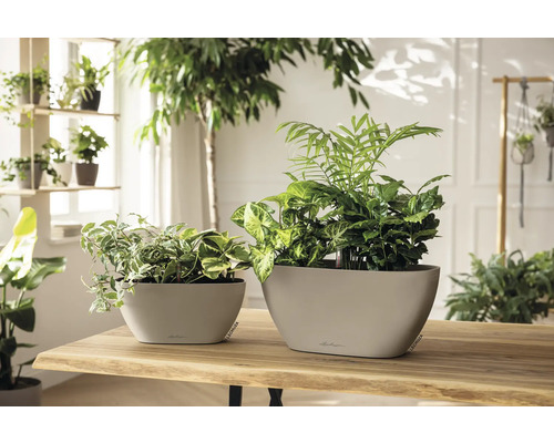 Deux pots de fleurs en plastique plantés sont posés sur une table en bois dans une pièce lumineuse.