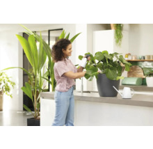 Femme vaporisant une plante d'intérieur avec un vaporisateur dans une cuisine lumineuse