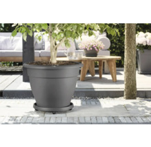 Pot de fleurs gris avec plante à l'extérieur