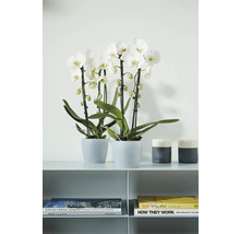 Zwei weiße Orchideen in Töpfen auf einem Regal