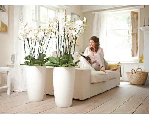 Wohnzimmer mit Orchideen in hohen Pflanzgefäßen und einer Frau auf einem Sofa