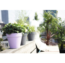 Fleurs dans des pots sur une terrasse