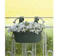 Balkonkasten mit weiß blühenden Pflanzen hängt an einem Balkongeländer.