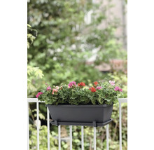 Jardinière avec géraniums sur le balcon