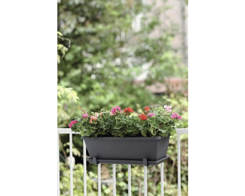 Jardinière avec géraniums sur le balcon