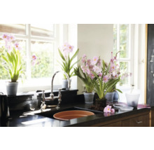 Cuisine claire avec fenêtre, évier et plusieurs orchidées en pot