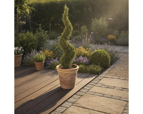 Scène de jardin avec un cyprès spiralé dans un pot sur une terrasse en bois