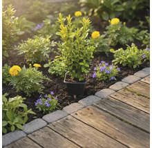 Parterre de jardin avec buis en pot, fleurs jaunes et bleues à côté d'un chemin en bois
