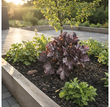 Beet mit Heuchera und Bodendeckern in einem Garten