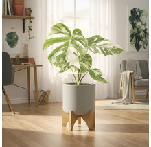 Monstera, plante d'intérieur, dans un pot avec un pied en bois dans une pièce lumineuse