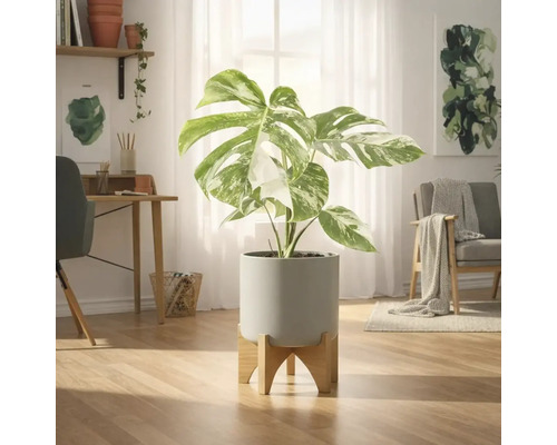 Monstera, plante d'intérieur, dans un pot avec un pied en bois dans une pièce lumineuse