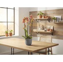 Orchidée en pot sur une table, avec une fenêtre et des étagères en arrière-plan