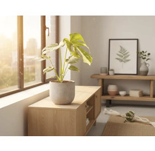 Monstera plante d'intérieur en pot sur une armoire en bois à côté d'une fenêtre.