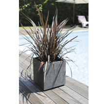 Plante décorative dans un pot carré près d'une piscine