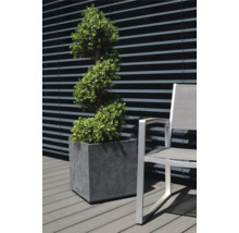 Plante décorative en pot à côté d'une chaise à l'extérieur.