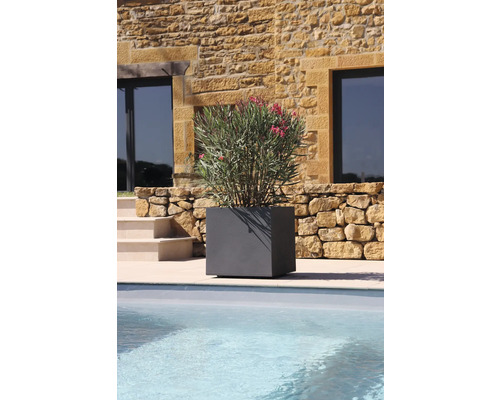 Jardinière grise carrée avec plante d'oléandre au bord de la piscine