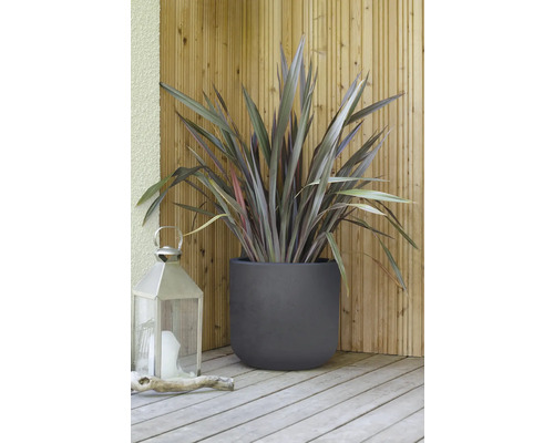 Lin de Nouvelle-Zélande dans une jardinière avec une lanterne sur une terrasse en bois