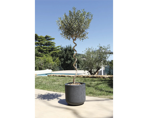 Olivier en pot avec tronc torsadé dans le jardin