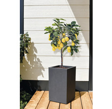 Citronnier en pot pour l'extérieur