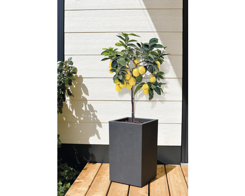 Citronnier en pot pour l'extérieur