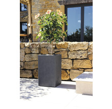 Plante fleurie dans un bac à fleurs gris dans le jardin.