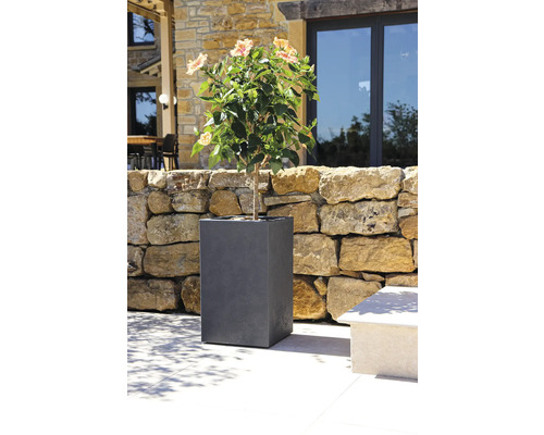 Plante fleurie dans un bac à fleurs gris dans le jardin.