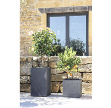 Deux plantes dans des pots gris devant un mur en pierre et une fenêtre