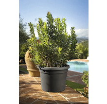 Lorbeerbaum im Topf für den Aussenbereich