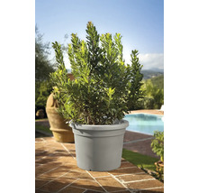 Lorbeerbaum im Topf für den Aussenbereich