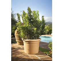 Laurier dans un pot de fleurs à l'extérieur