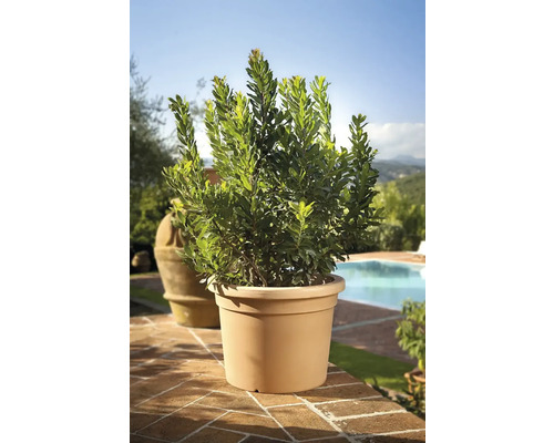 Laurier dans un pot de fleurs à l'extérieur