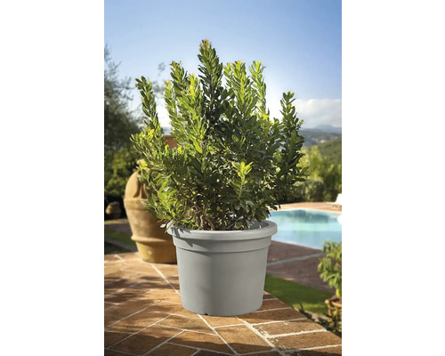 Lorbeerbaum im Topf für den Aussenbereich