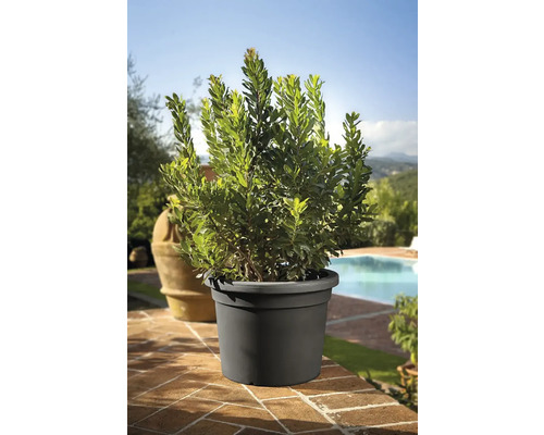 Lorbeerbaum im Pflanzgefäß für den Außenbereich