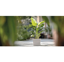 Strelitzia Augusta plante d'intérieur dans un pot carré