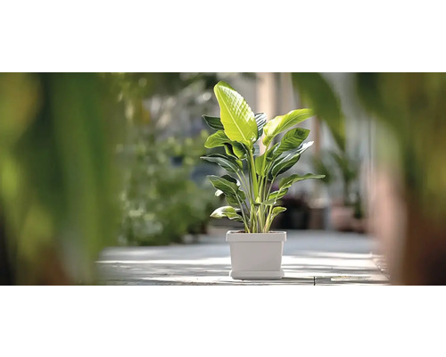 Strelitzia Augusta plante d'intérieur dans un pot carré