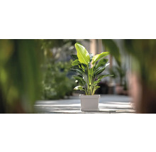 Strelitzia en pot pour l'intérieur