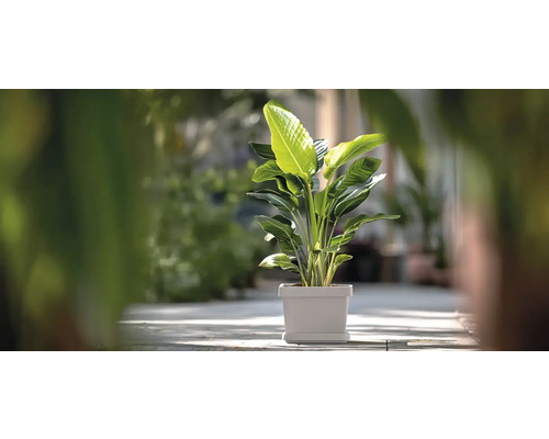 Strelitzia en pot pour l'intérieur