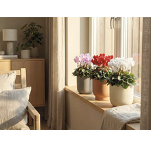 Photo d'intérieur avec des cyclamens roses, rouges et blancs en pot sur un rebord de fenêtre