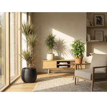 Salon avec plantes d'intérieur en pot, meubles en bois et tapis