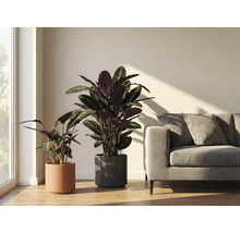 Deux plantes d'intérieur du genre Calathea en pot à côté d'un canapé gris dans une pièce lumineuse.