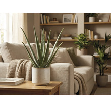 Plante d'aloe vera en pot sur une table à côté d'un canapé dans un salon.