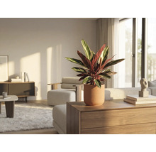 Photo d'intérieur d'un salon avec une plante de prière en pot sur une commode