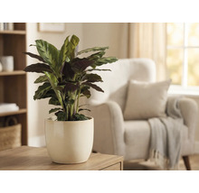 Calathea Zimmerpflanze in Keramiktopf auf einem Tisch